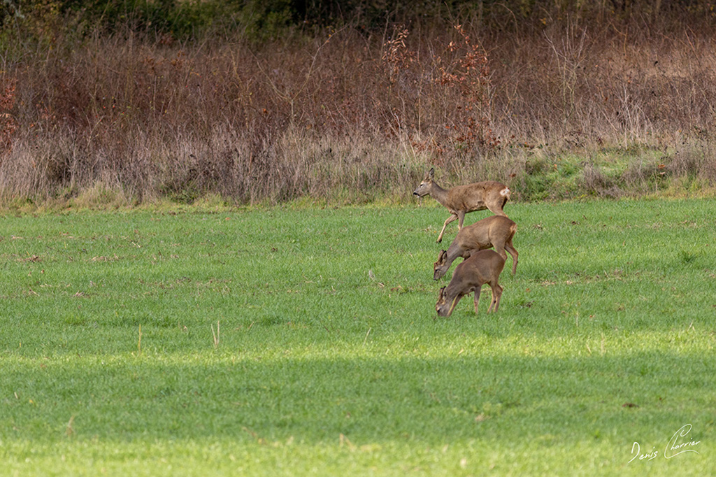 Groupe de trois Chevrettes dans un champs